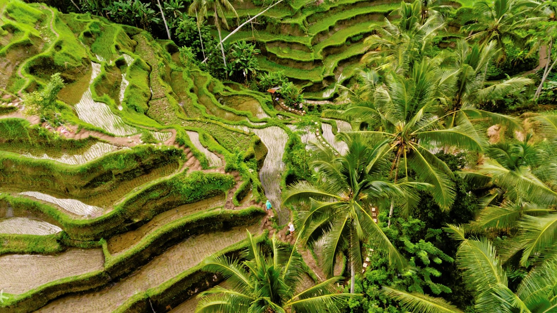 amazing-things-in-indonesia amazing-things-in-indonesia